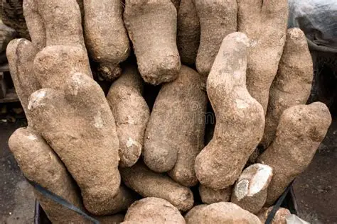 Yams First Grade 100 Tubers